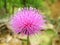 Texas Thistle Bloom Cirsium texanum