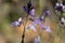 Texas toadflax