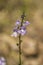 Texas Toadflax Wildflower Nuttallanthus texanus