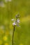 Texas Toadflax Wildflower Nuttallanthus texanus