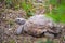 A Texas Tortoise in Estero Llano Grande State Park, Texas