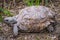 A Texas Tortoise in Estero Llano Grande State Park, Texas