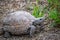 A Texas Tortoise in Estero Llano Grande State Park, Texas