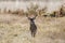 Texas White tailed Deer Trophy Antler Buck