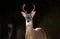 Texas White tailed Deer Trophy Six Point Antler Buck