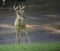 Texas whitetailed deer buck showing his antlers with street in background