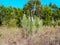 Texas wild blossoms