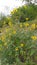 Texas Wild flower Sunflowers