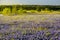 Texas wildflower - bluebonnet filed in Ennis, Texas