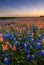 Texas wildflower - bluebonnet and indian paintbrush field in sunset