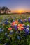Texas wildflower - bluebonnet and indian paintbrush field at sunset
