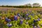 Texas wildflower - bluebonnet and indian paintbrush filed