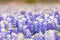 Texas wildflower - Closeup bluebonnets in spring.