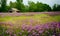 Texas Wildflower Field and Barn