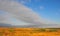 Texas Windmills with Blue Sky and Golden Waves of Native Grasses