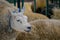 Texel sheep at animal exhibition, trade show - close up