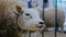 Texel sheep eating hay at animal exhibition, trade show - close up