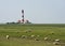 Texel sheep grazing in the marshland on the North Sea coast in front of the Westerhever lighthouse