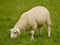 Texel Sheep grazing in Yorkshire Dales UK