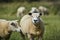 Texel sheep, a heavily muscled breed of domestic sheep from the Texel island in the Netherlands