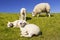 Texel sheep on the island of Texel, The Netherlands