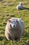 Texel sheep with lamb on grass field