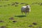 Texel sheep in lush grass field (1)