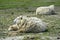 Texel sheep, mother with lamb resting on the ground