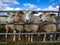 Texel sheep watching