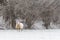 A texelaar sheep is standing in the snow with bare pollard trees in the background