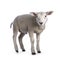 Texelsheep lamb on white background