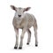 Texelsheep lamb on white background