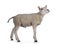 Texelsheep lamb on white background