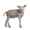 Texelsheep lamb on white background