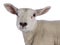 Texelsheep lamb on white background