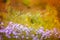 Text HELLO FALL. Symphyotrichum dumosum, rice button aster, Aster alpinus or Alpine aster purple or lilac flower