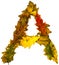 Text made by autumn leaves. English alphabet