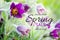 Text Spring Sale. Special offer. 70 off. Pulsatilla patens, Eastern pasqueflower, and cutleaf anemone purple flowers
