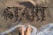 Text start written in sand on sea beach and womans bare feet