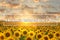 Text Ukraine`s Independence Day and sunflower field at sunrise on background