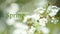 Text WELCOME SPRING. Cerasus besseyi Lunell white small flowers on branches. Dwarf cherry blossoms in spring. The