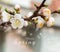 Text Welcome Spring. Flowers of Cherry plum or Myrobalan Prunus cerasifera blooming in the spring on the branches. Designer tinted