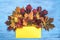 Textural background painted with blue paint with composition of colorful maple autumn leaves