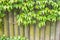 Textural background of wineplants growing on wooden fence