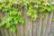 Textural background of wineplants growing on wooden fence