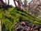 Textural green moss grows on an old tree trunk.