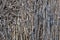 Texture 6845 - bulrush