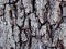 Texture, abstract, trunk of a tree or rock, I`m not sure