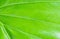 Texture Alocasia leaves or caladium leaf background. Alocasia macrorrhizos, Elephant Ear, Colocasia esculenta