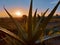 Texture of aloe vera with sunrise reflection in the background in the afternoon